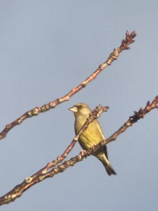 Greenfinch