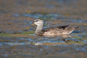 Cotton Pygmy-goose ( F )