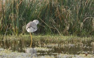 Lesser Yellowlegs 4803.jpg