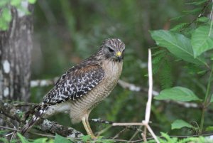 Red-shouldered Hawk