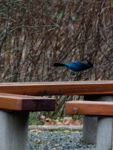 Steller's Jay in flight