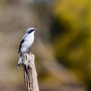 Loggerhead Shrike.jpg