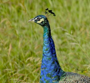 Peafowl