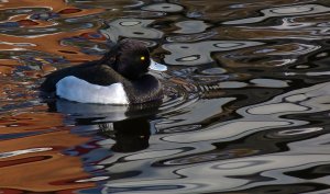 Water and a Duck    Tufted Duck