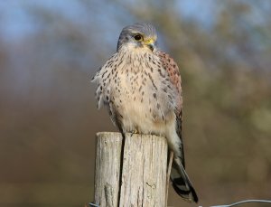 Kestrel (3) 2.jpg