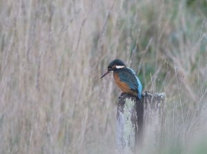 Kingfisher (2).JPG