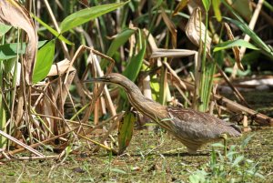 American Bittern