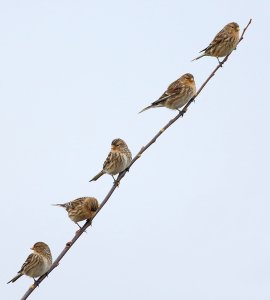 Twite site