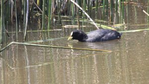 red-gartered coot