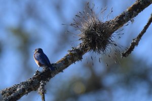 Eastern bluebird and Texas tribble