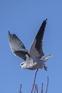 Black-shouldered Kite