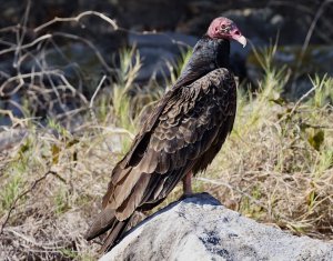 Turkey Vulture.jpeg