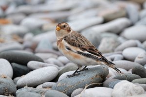 Snow bunting