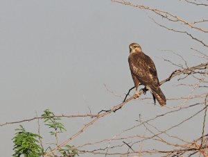 common buzzard