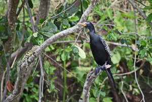 Long-tailed Cormorant