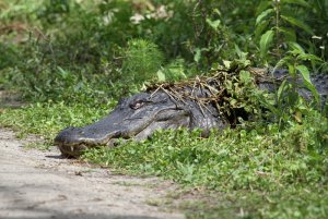 American Alligator