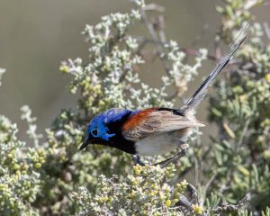 Purple-backed Fairywren