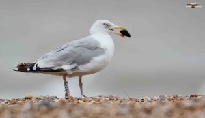 Herring Gull 2917.jpg