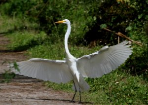 Great Egret