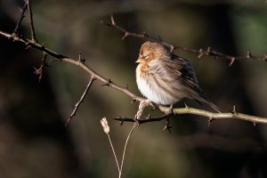 Lesser Redpoll