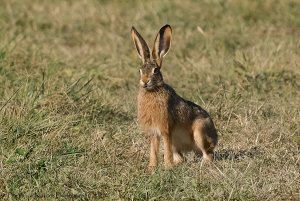 Eye To Eye With Hare.jpg