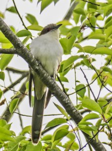 Black-billed Cuckoo