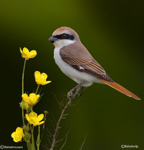 Turkestan shrike