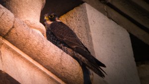 Young Peregrine Digiscoped20201225_172321.jpg