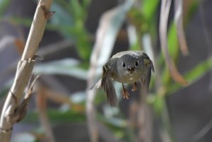 Ruby-crowned kinglet