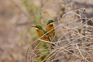 Little Bee-eater