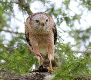 Red-shouldered Hawk