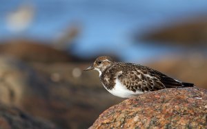 Turnstone coast