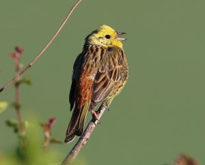 Yellowhammer (6).JPG