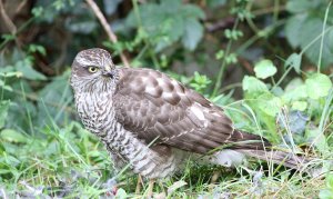 Sparrowhawk