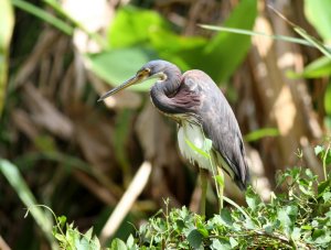 Tricolored Heron