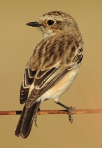 Siberian Stonechat Female