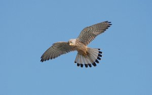 Common Kestrel