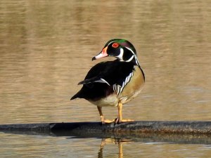 Wood Duck