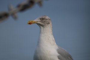 Herring Gull