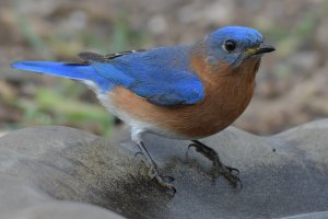 Eastern bluebird