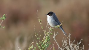 sardinian warbler