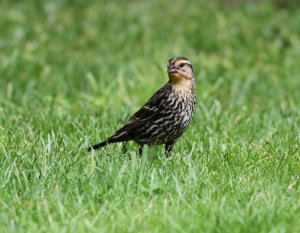 Red-winged Blackbird  (female)