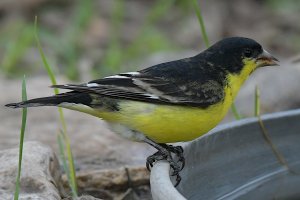 Lesser goldfinch