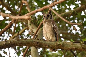 Verreaux's Eagle Owl, Bubo lacteus.JPG