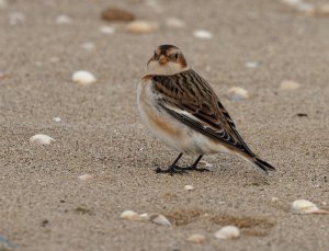 SnowBunting002.jpeg