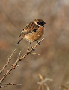 Stonechat001.jpeg