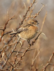 Stonechat002.jpeg