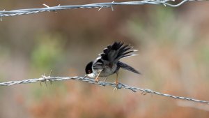 male sardinian warbler