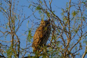 Great Horned Owl