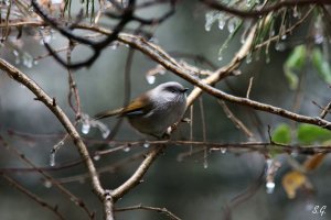 Streak-throated fulvetta